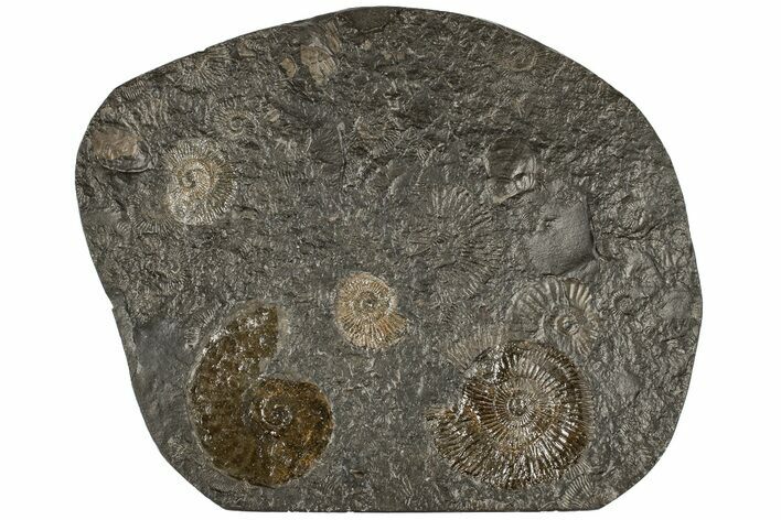 Dactylioceras Ammonite Cluster - Posidonia Shale, Germany #180416
